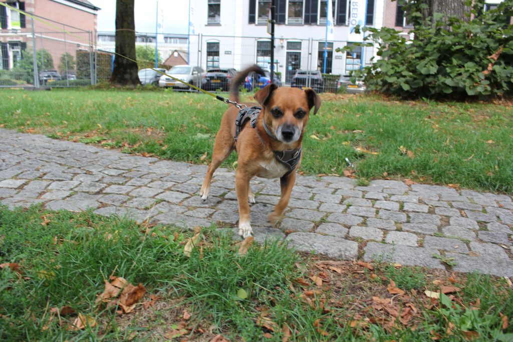 doggi_optimized_2000