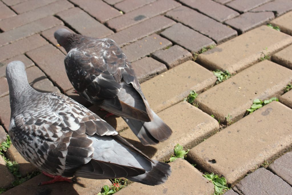 partners_pigeons_optimized_2000