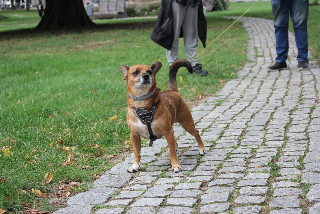 power_stqance_dog_optimized_2000